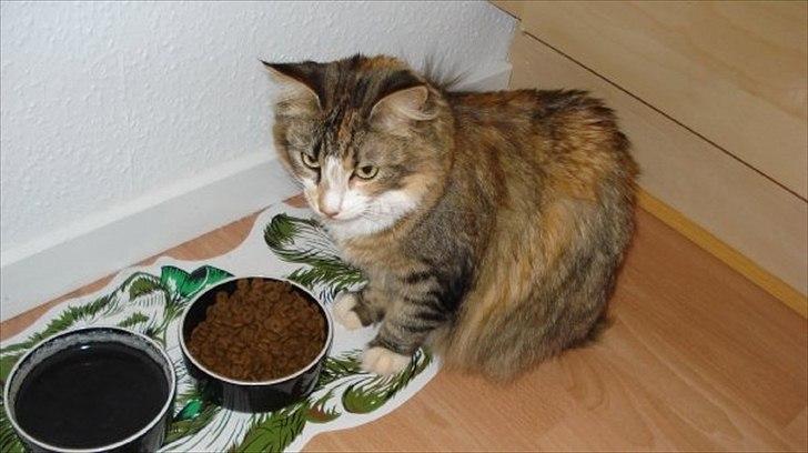 Maine Coon Luna - Sulten bliver man jo også.. billede 16