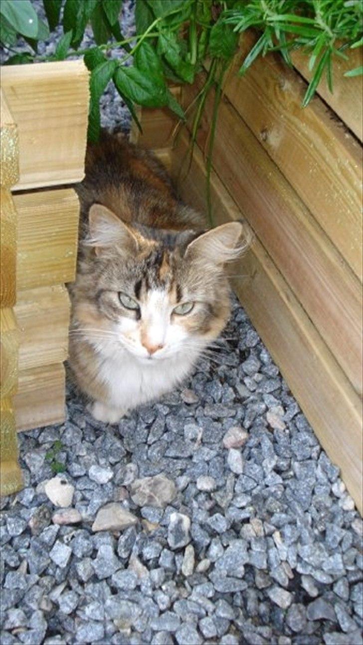 Maine Coon Luna - "Her kan jeg måske gemme mig" billede 17