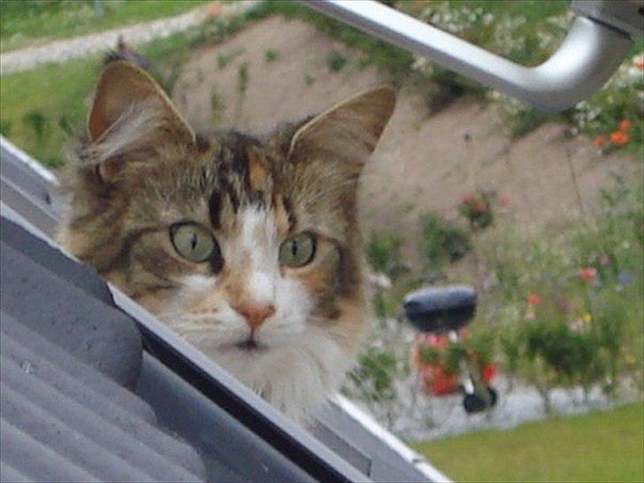 Maine Coon Luna - Luna nyder en god udsigt! billede 18