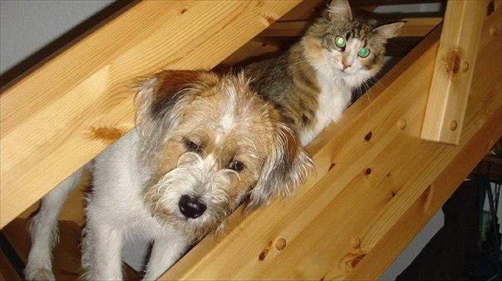 Maine Coon Luna - Luna og Terkel er altid klar til at tage imod os, når vi kommer hjem :-) billede 11