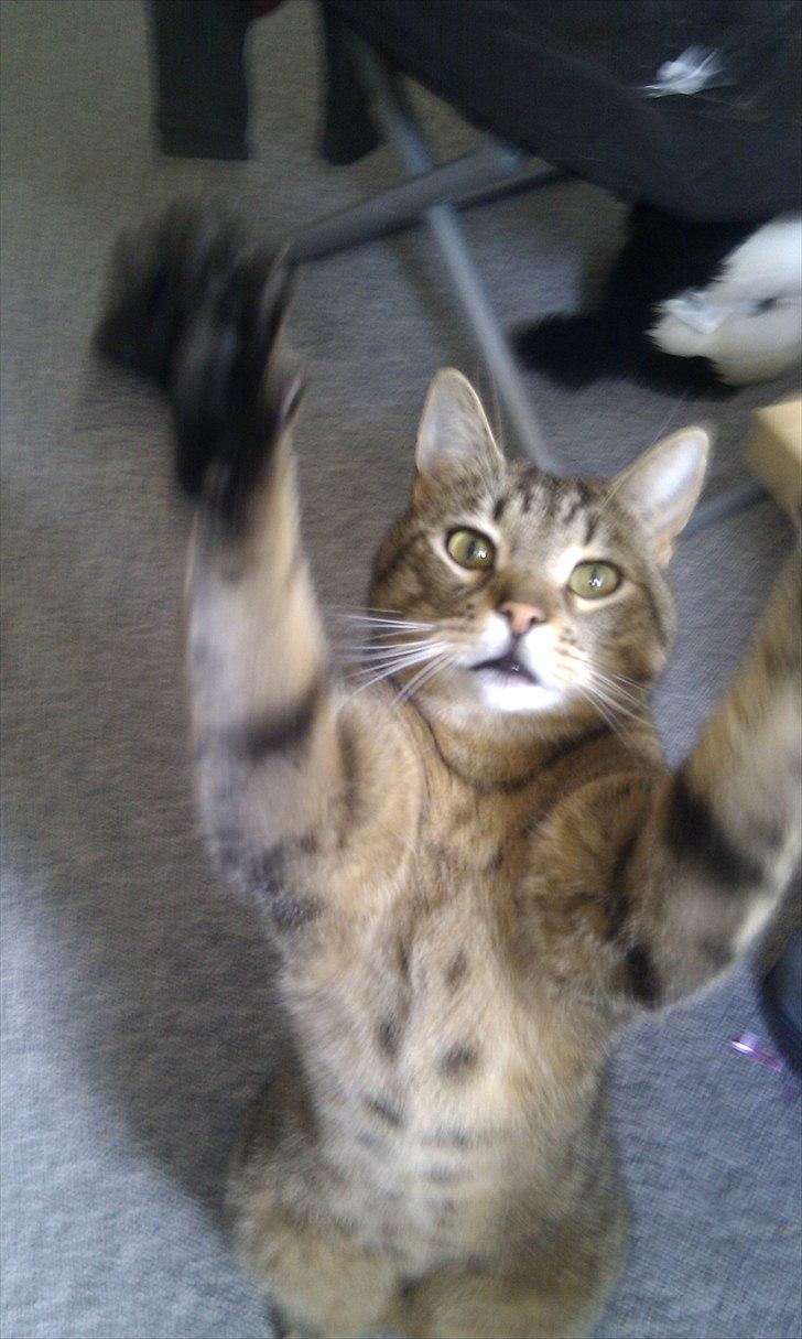 Blanding af racer Fritz "Supermissen! (:" - Oppe på to ben (: billede 15