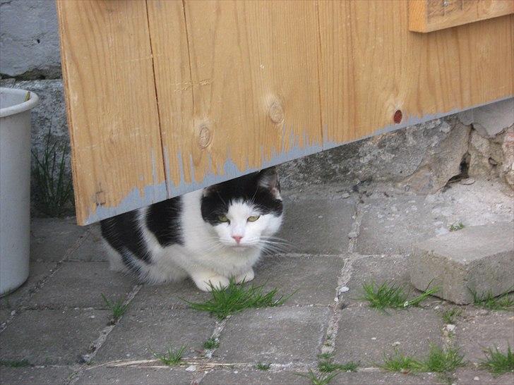 Huskat Lillemis billede 4