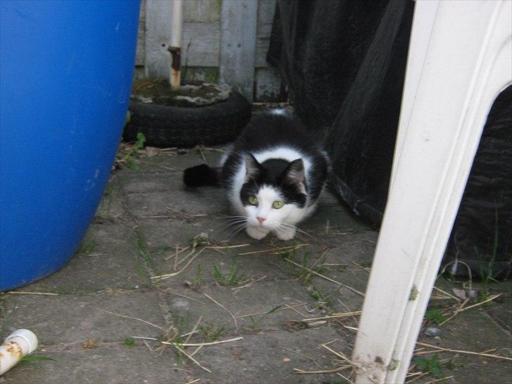 Huskat Lillemis billede 5