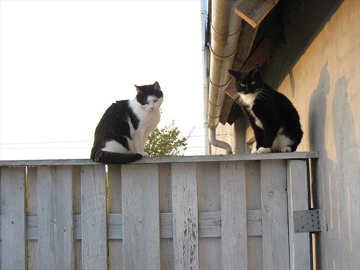 Huskat Lillemis billede 6