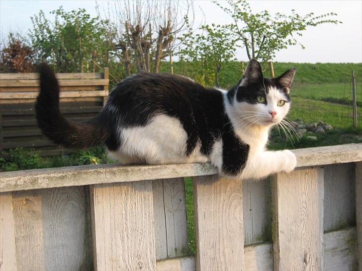 Huskat Lillemis billede 1