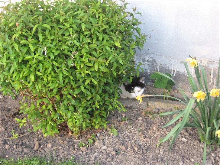 Huskat Lillemis billede 8