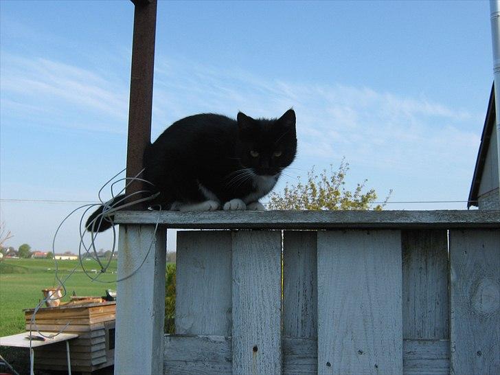 Huskat Pjevs billede 11