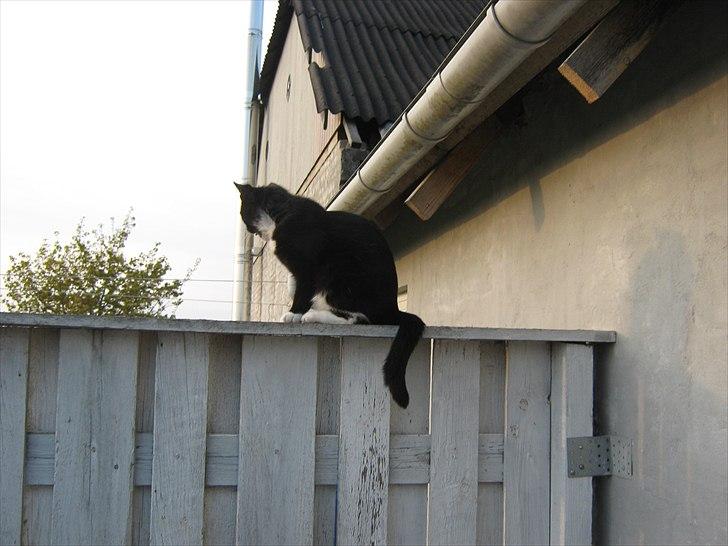 Huskat Pjevs billede 12