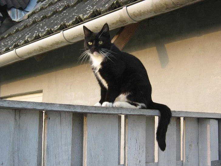 Huskat Pjevs billede 13