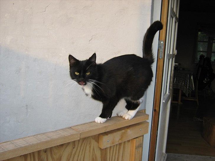 Huskat Pjevs billede 14