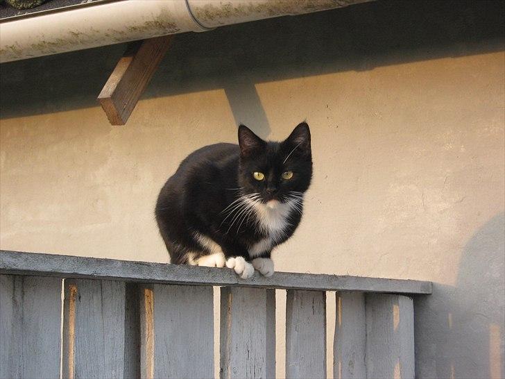 Huskat Pjevs billede 15