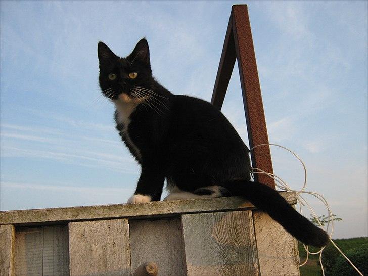 Huskat Pjevs billede 16