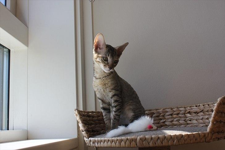 Cornish Rex Pixiepaws Buick Invicta *Tekop* - Velkommen :) billede 3