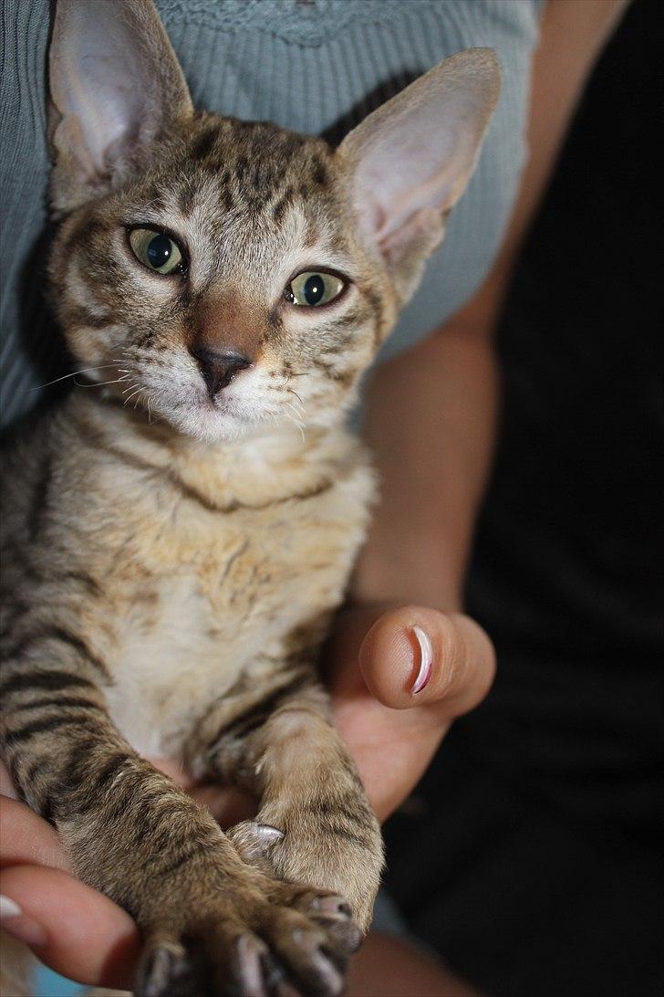 Cornish Rex Pixiepaws Buick Invicta *Tekop* - Der er bare et eller andet over dette billede.. billede 4