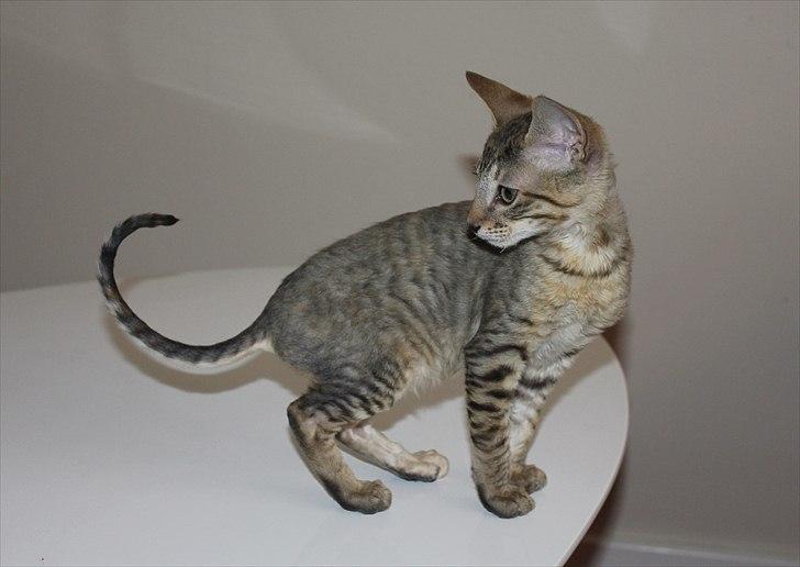 Cornish Rex Pixiepaws Buick Invicta *Tekop* - Smukke mis.. billede 5