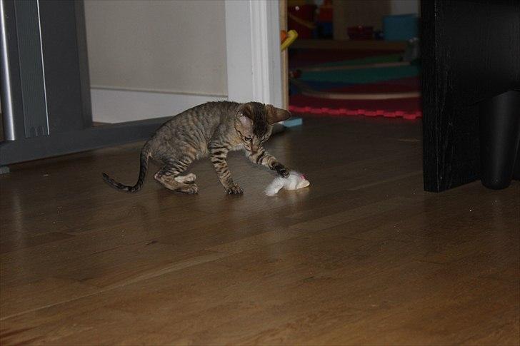 Cornish Rex Pixiepaws Buick Invicta *Tekop* - På mussejagt :p billede 6