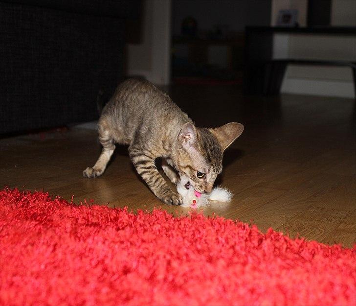 Cornish Rex Pixiepaws Buick Invicta *Tekop* - FANGET! billede 7