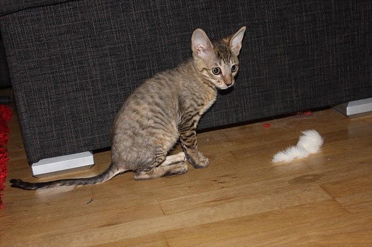 Cornish Rex Pixiepaws Buick Invicta *Tekop* - PAS PÅ! 
- Jeg er en farlig tiger :p billede 8