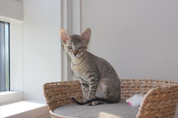 Cornish Rex Pixiepaws Buick Invicta *Tekop* - På min kongelige plads, med god udsigt :) billede 9