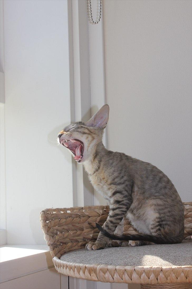 Cornish Rex Pixiepaws Buick Invicta *Tekop* - *GAAB* det er hårdt at blive vækket :D billede 11