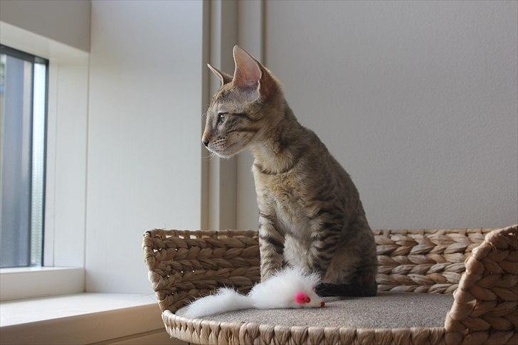 Cornish Rex Pixiepaws Buick Invicta *Tekop* - Igen på sin "trone" .. billede 10