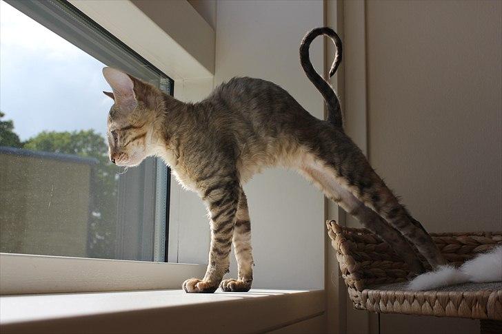 Cornish Rex Pixiepaws Buick Invicta *Tekop* - Et godt stræk :p billede 12