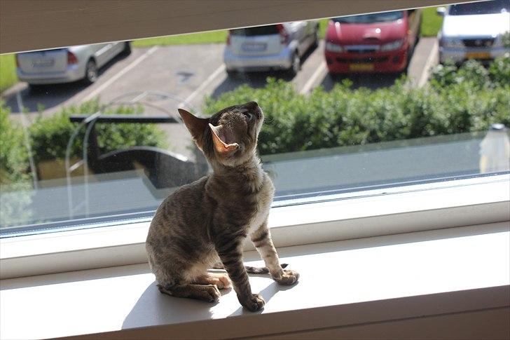 Cornish Rex Pixiepaws Buick Invicta *Tekop* - Tekop i sit vindue, hun nyder at side der i solen .. billede 13