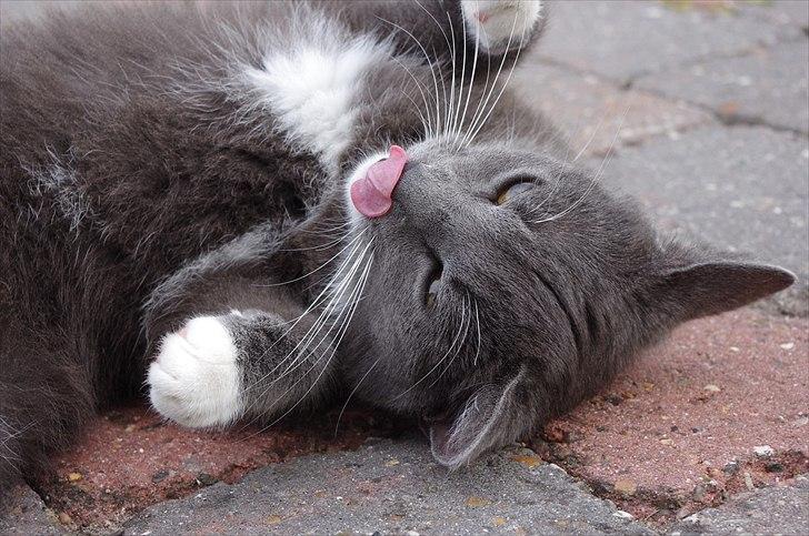 Huskat Møllerhusets Mille billede 2