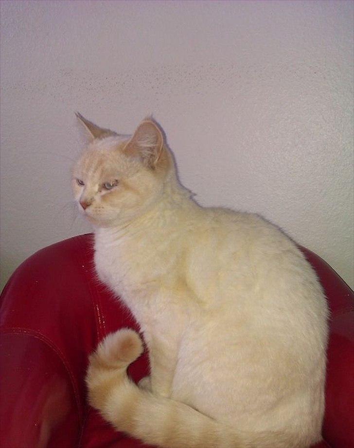 British Shorthair Celia billede 1