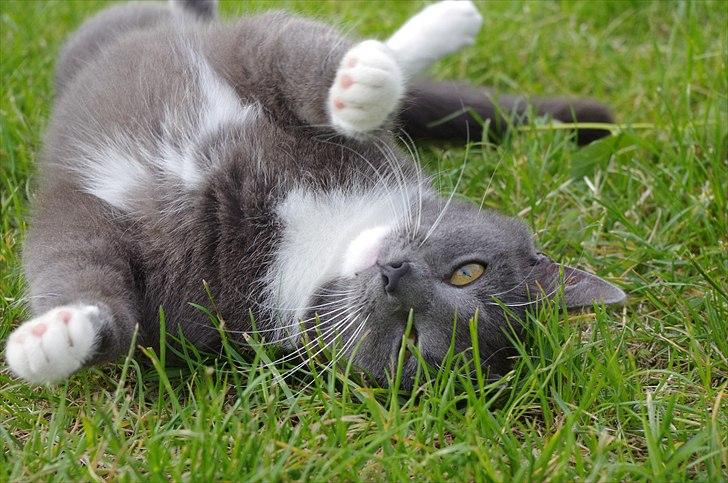 Huskat Møllerhusets Mille billede 19