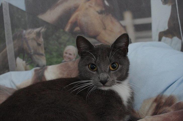 Huskat Møllerhusets Mille billede 20