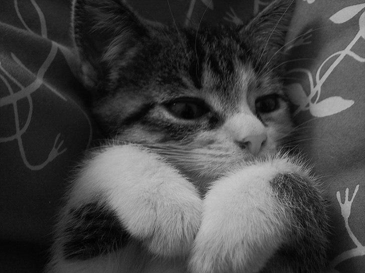 Huskat Angel * SAVNET * billede 2