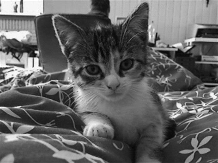 Huskat Angel * SAVNET * billede 3