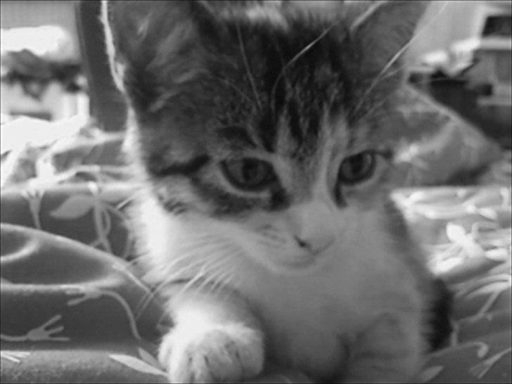 Huskat Angel * SAVNET * billede 4