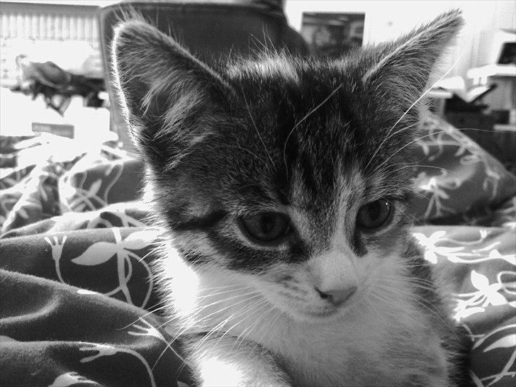 Huskat Angel * SAVNET * billede 5