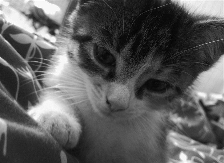 Huskat Angel * SAVNET * billede 6