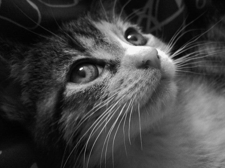 Huskat Angel * SAVNET * billede 7