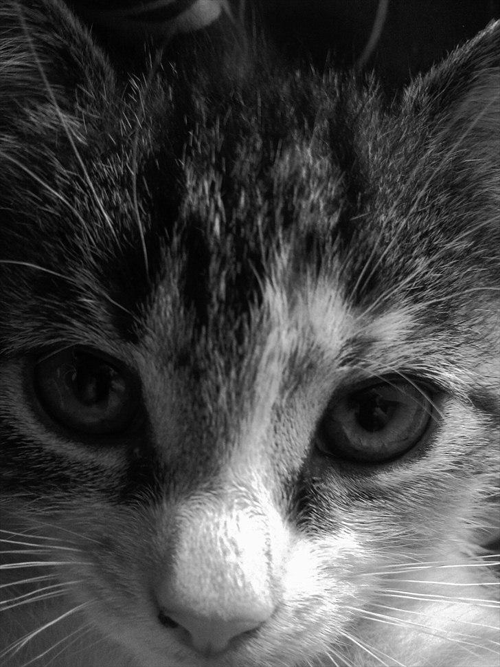 Huskat Angel * SAVNET * billede 8