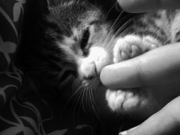 Huskat Angel * SAVNET * billede 9