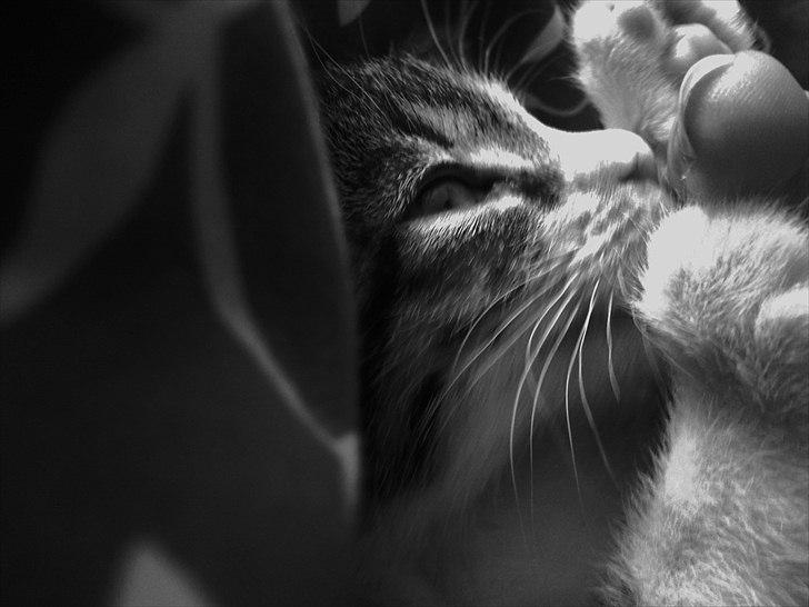 Huskat Angel * SAVNET * billede 10