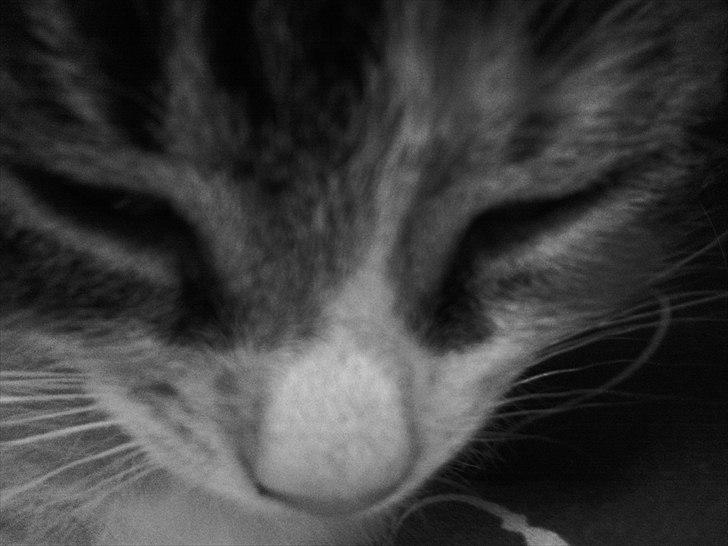 Huskat Angel * SAVNET * billede 11