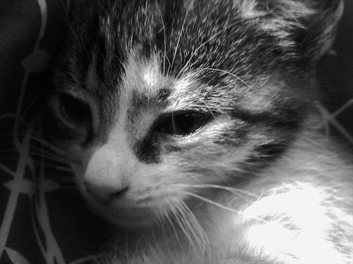 Huskat Angel * SAVNET * billede 12