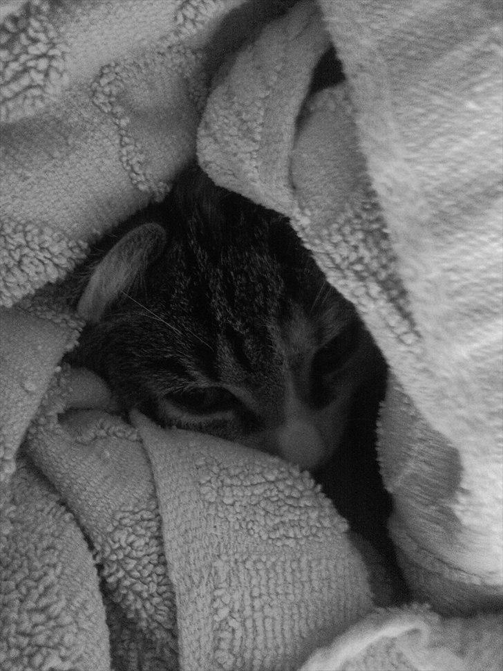 Huskat Angel * SAVNET * billede 13