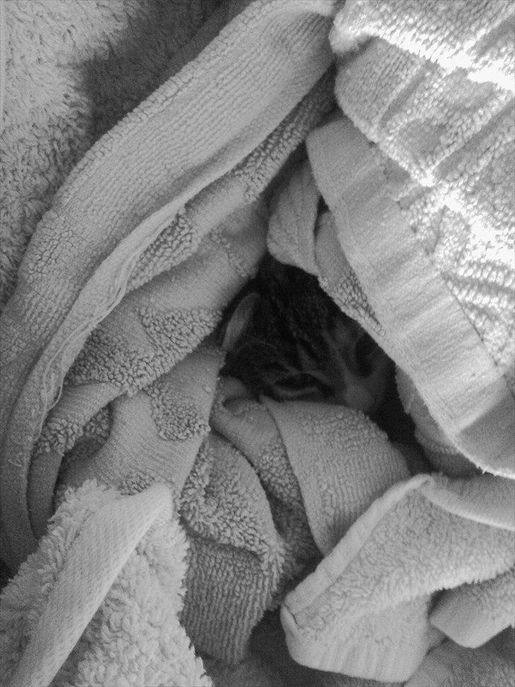 Huskat Angel * SAVNET * billede 14