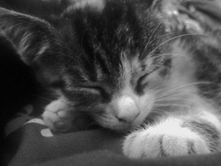 Huskat Angel * SAVNET * billede 15