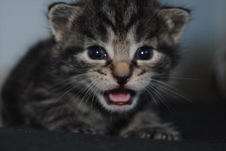 Blanding af racer "Bølle Bob" billede 3