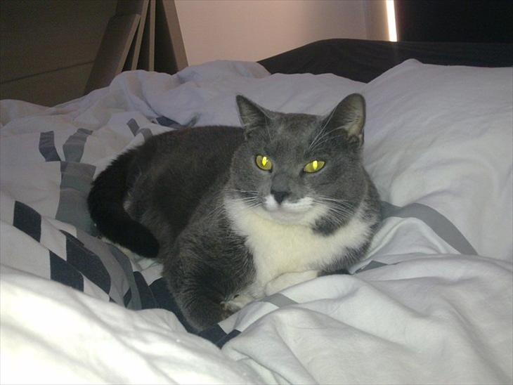 Huskat Pjevs aka. Mivse billede 1