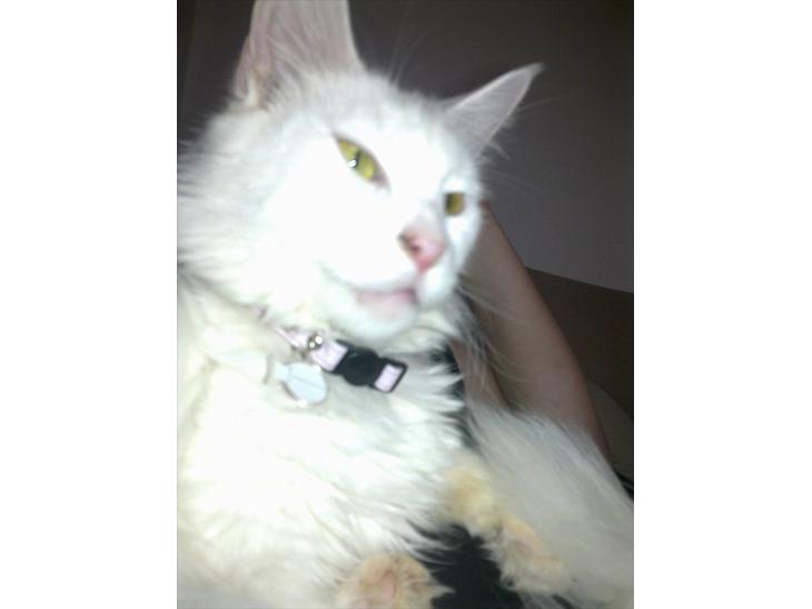 {{currentPhoto.altText}} billede {{currentPhoto.number}}