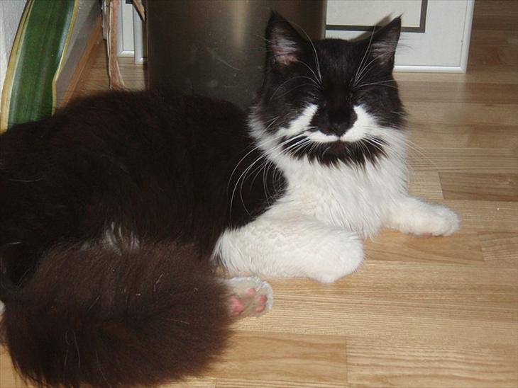 {{currentPhoto.altText}} billede {{currentPhoto.number}}