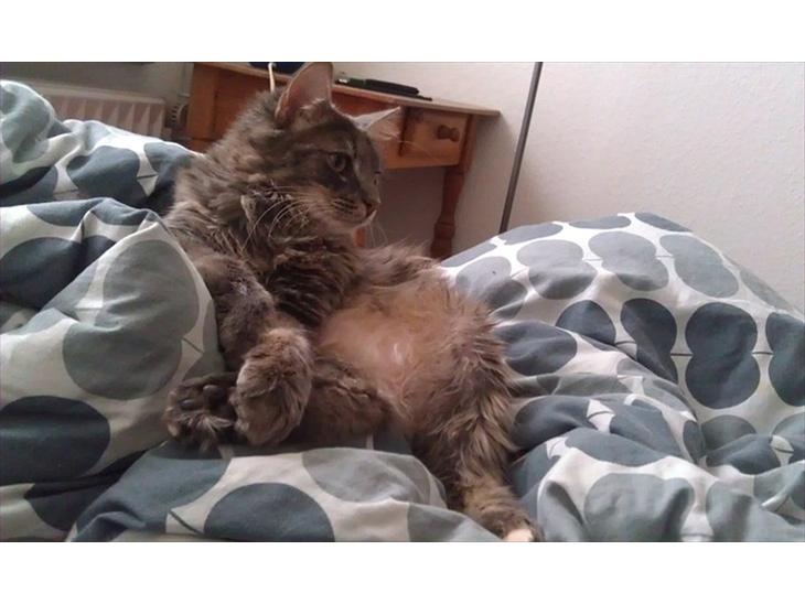 {{currentPhoto.altText}} billede {{currentPhoto.number}}